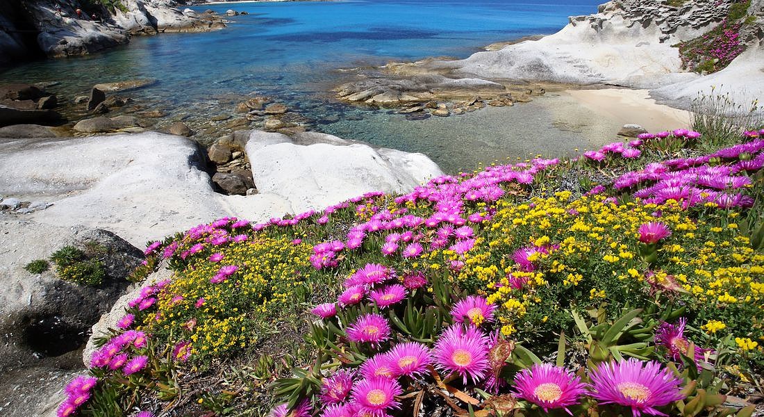© RobertoRidi - isola d'Elba - Le meravigliose fioriture dei giardini di mesembriantemi a due passi dall’hotel Ilio © Ansa