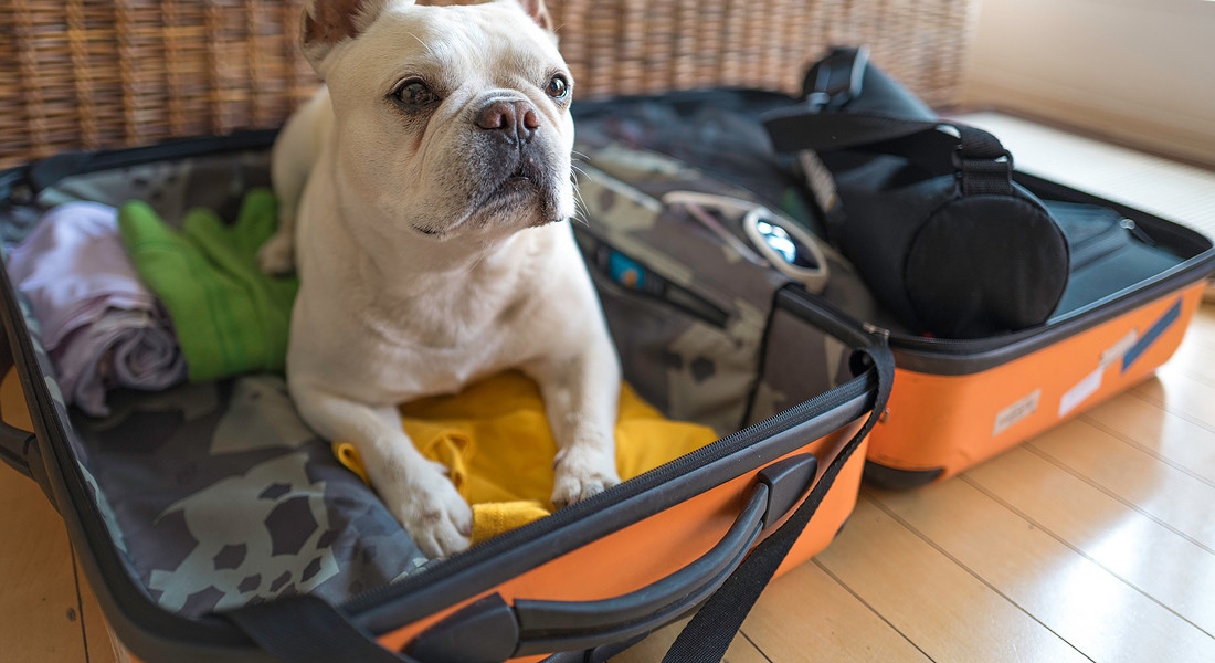Si parte! Anche per il cane si prepara il bagaglio. foto iStock. © Ansa