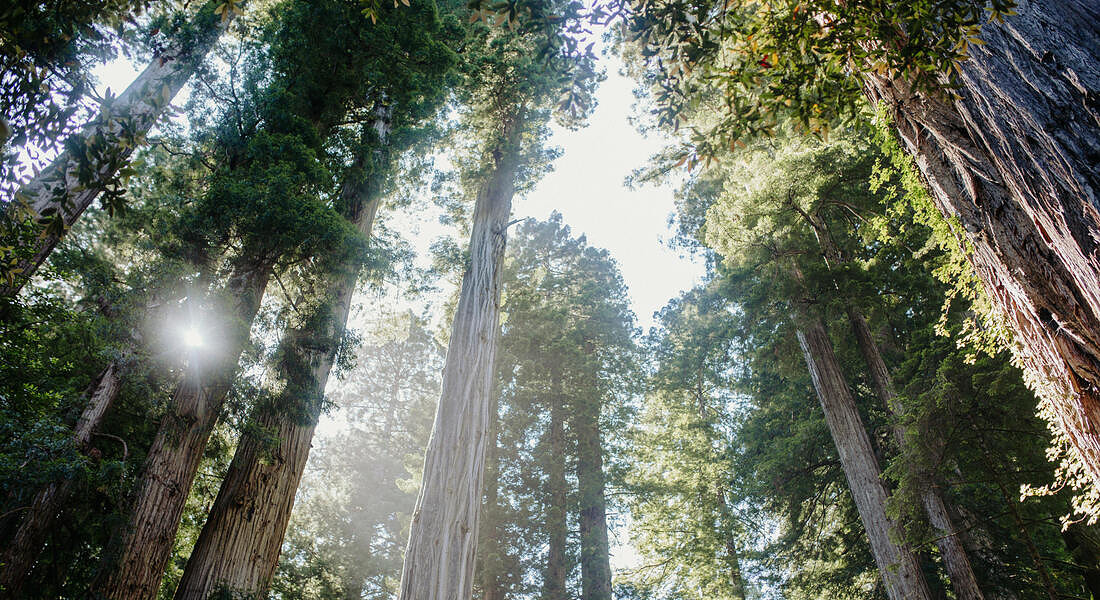 USA  Redwood National and State Parks  unsplash © ANSA