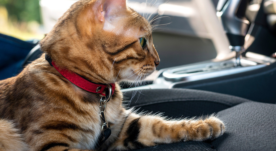 Prendere confidenza con l'automobile e poi mettere il micio nel trasportino, per viaggi felini senza stress foto iStock con un gatto del Bengala in auto © Ansa