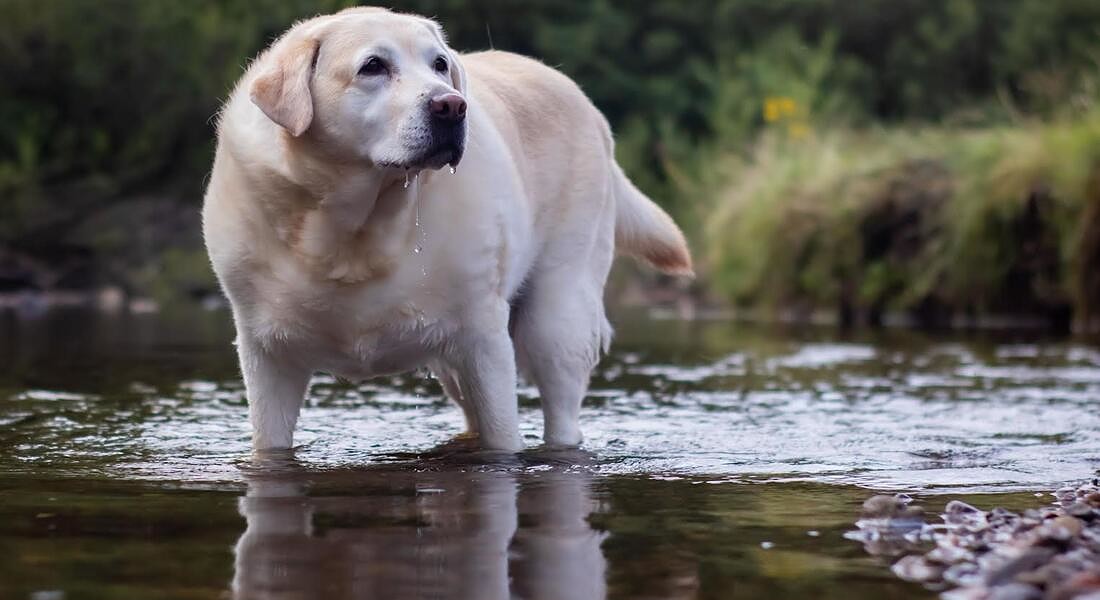 Cani in sovrappeso © ANSA