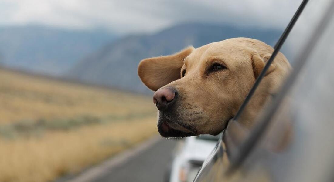 Un cane in macchina foto unsplash © Ansa