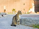 Un gatto a Milano foto benedek iStock. (ANSA)