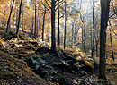 Un bosco in autunno foto Philip Openshaw iStock. (ANSA)
