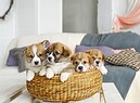 Cuccioli di cane. foto iStock. (ANSA)