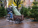 Christmas tree sale started again (ANSA)
