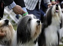 Westminster Kennel Club Dog Show New York (ANSA)