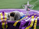 Usa: un pechinese di nome Wasabi � il cane pi� bello (ANSA)