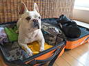 Si parte! Anche per il cane si prepara il bagaglio. foto iStock. (ANSA)