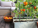 Pomodori coltivati sul balcone foto iStock. (ANSA)