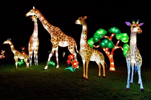 China Light-Festival at Cologne Zoo
