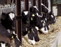 No del Parlamento Ue a stop generalizzato antibiotici ad animali (ANSA)