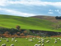Accordo Eni, CNH e Iveco su agricoltura sostenibile (ANSA)