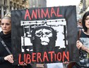 Gli eurodeputati esortano a mettere fine a sperimentazione animale (ANSA)