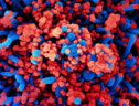 In rosso le particelle del virus SarsCoV2 sulla superficie di una cellula (fonte: NIAID Integrated Research Facility in Fort Detrick, Maryland) (ANSA)
