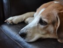 I cani soffrono per la scomparsa di un loro simile con cui convivono (fonte: Pixabay) (ANSA)