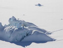 Un orso polare su un iceberg coperto di neve e circondato dal ghiaccio marino, nel Sud-Est della Groenlandia (fonte: Kristin Laidre/University of Washington) (ANSA)