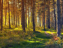 Un bosco (fonte: Public Domain Pictures) (ANSA)