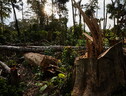 Primo ok Eurocamera a stretta su deforestazione 'importata' (ANSA)