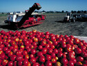 Il cambiamento climatico mette a rischio la produzione di pomodori da industria (fonte: USDA) (ANSA)