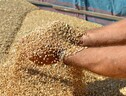 Nel primo semestre raddoppiato import di grano dall'Ucraina (ANSA)