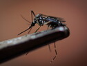 Rapporto Ue, rischio dengue sale con i cambiamenti climatici (ANSA)