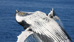 Scoperto come le balenottere mangiano senza strozzarsi (fonte: M. Dawes � Flickr, CCBY-NC 2.0) (ANSA)