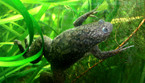 La rana della specie Xenopus laevis (fonte: P. Olivier) (ANSA)