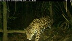 Un giaguaro ripreso da una fototrappola (fonte: WCS Ecuador) (ANSA)