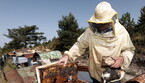 Maltempo: coltivatori Massa, disperse intere famiglie di api (ANSA)