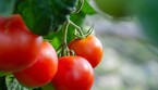 Ottenuto un nuovo pomodoro biotech contro la carenza di vitamina D (fonte: Pixabay) (ANSA)
