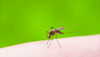 Yellow Fever, Malaria or Zika Virus Infected Mosquito Insect Macro on Green Background (ANSA)