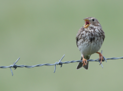 Lo strillozzo, un uccello diffuso in tutta Europa (Fonte: Alexander Lees) (ANSA)