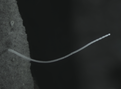 Un singolo filamento del batterio Thiomargarita magnifica (Fonte: Jean-Marie Volland) (ANSA)