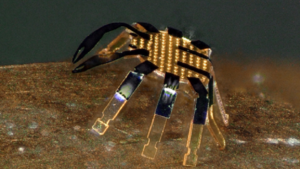 Ricorda un granchio ed è largo mezzo millimetro il più piccolo robot autonomo, ottenuto nella Northwestern University (fonte: Northwestern University) (ANSA)