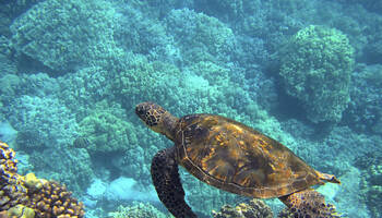 Giornata mondiale delle tartarughe marine (ANSA)