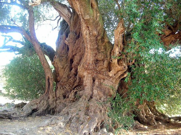Il selvatico olivo di San Baltolu di Luras, in provincia di Sassari, l’albero più antico d’Italia  © Ansa