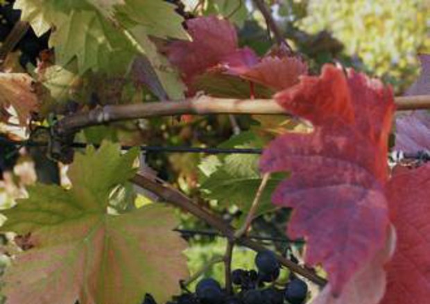 Costa degli Dei, nasce Associazione viticoltori vibonesi © ANSA