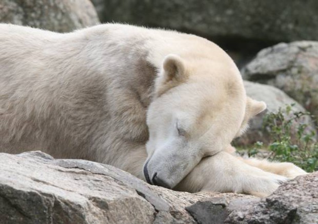 L'orso polare Knut a 4 anni di età © ANSA 