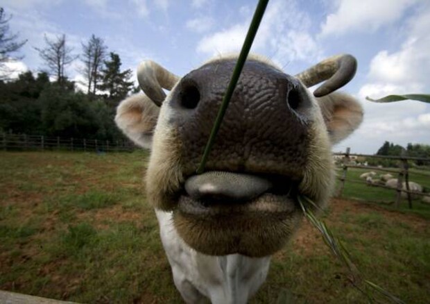 Scoperto caso di mucca pazza in California. © ANSA