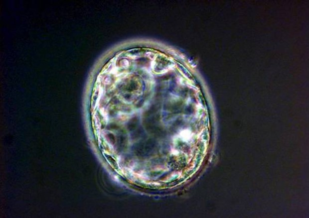 Sviluppo dell'embrione © ANSA 