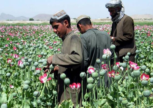 Gruppo di contadini afgani in una coltivazione di oppio © ANSA 