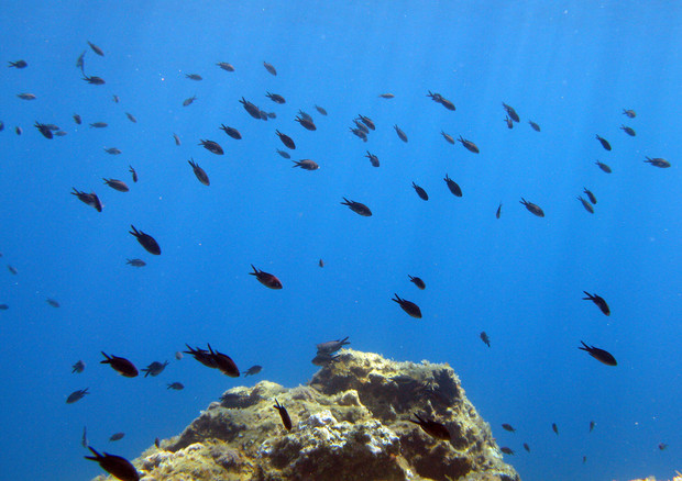 Parco marino di Capo Caccia (area marina protetta) - Nella foto un branco di  castagnole. ANSA/DI MEO/CMG © ANSA 