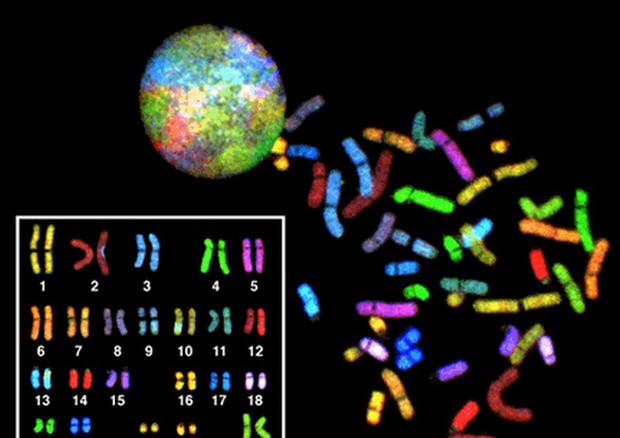 Neutralizzato il cromosoma responsabile della sindrome di Down (fonte: National Human Genome Research Institute) © Ansa