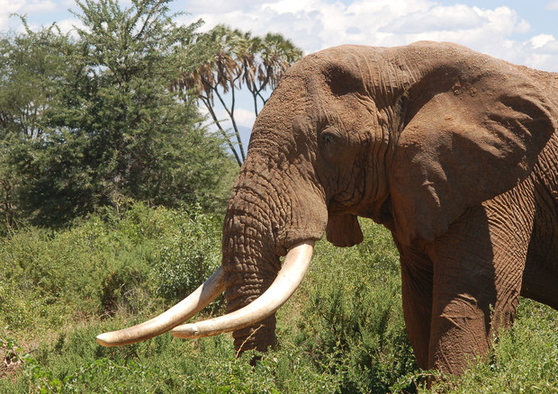 Giornata mondiale dell'elefante (archivio) © Ansa