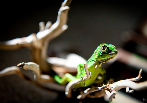 Animal watching: baby iguana a Panama - Filippo De Gregorio  © Ansa