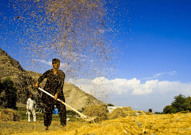 Raccolta del riso nel  Nangarhar © EPA