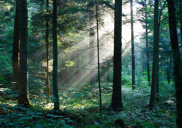 Con foreste Italia ha risparmiato 500 mln euro in Borsa CO2 © ANSA