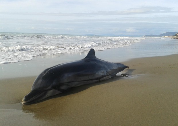 Trovato in Toscana un altro delfino spiaggiato © ANSA