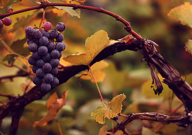 Un grappolo d'uva (fonte: eflon) © Ansa